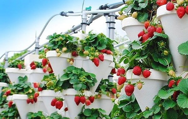Hydroponics
