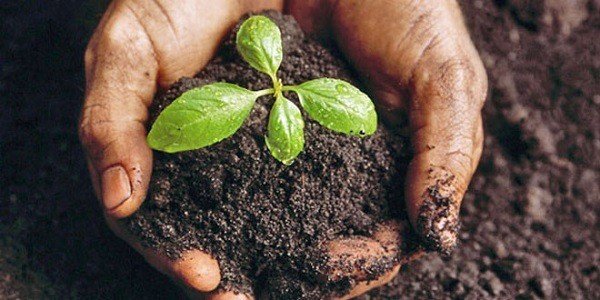 Soil