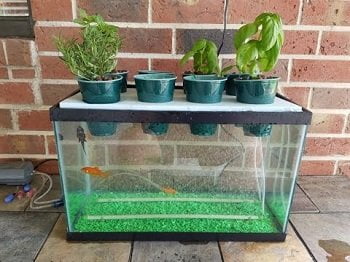 Aquaponics Aquaponics
