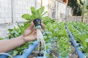 Hydroponics Hydroponics
