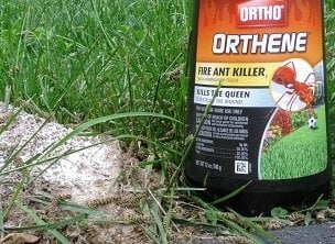 Best Ant Killers