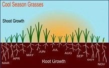Cool-Season Grass