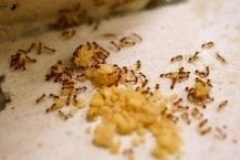 Granular Ant Bait