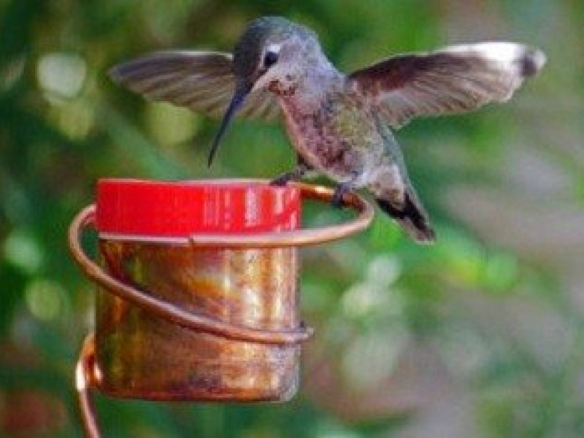 Glass Hummingbird Feeder 32oz Red Mason Jar Feeding Outdoor Yard Pet Bird Lovers