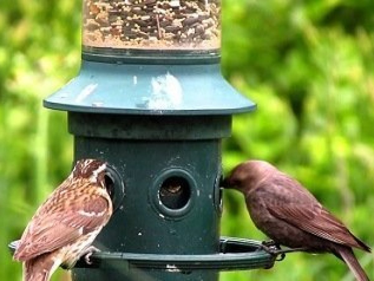10 Best Squirrel Proof Bird Feeders To Buy In 2020