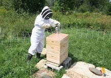 Things to Consider When Buying Bee Suit