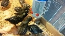 Things to Consider When Buying Chicken Waterer