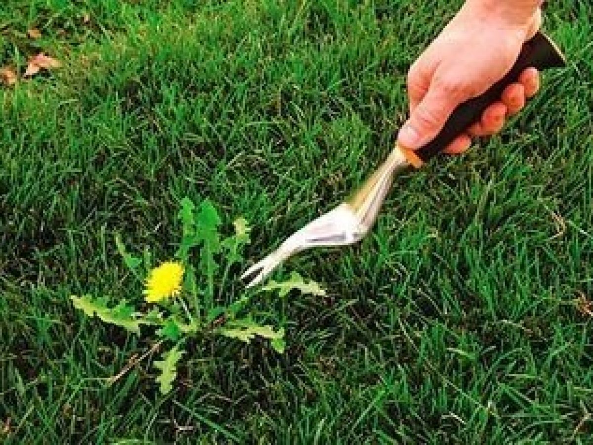 Apofly Hand Weeder Tool Multifunction Weeding Tool Premium Weed Remover Tool for Garden Lawn