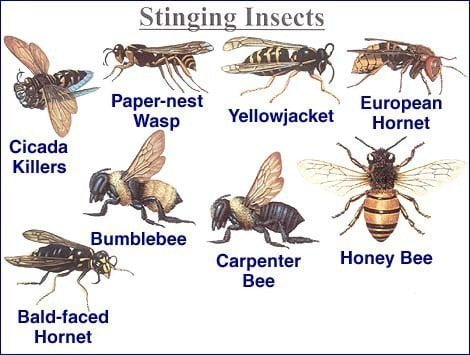 stinging insects