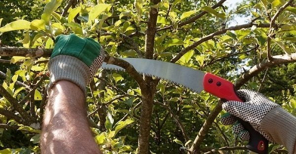 How to Buy a Pruning Saw