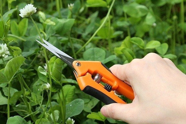How to Buy Best Pruning Shears