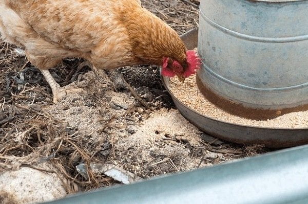 How to Buy Best Chicken Feed