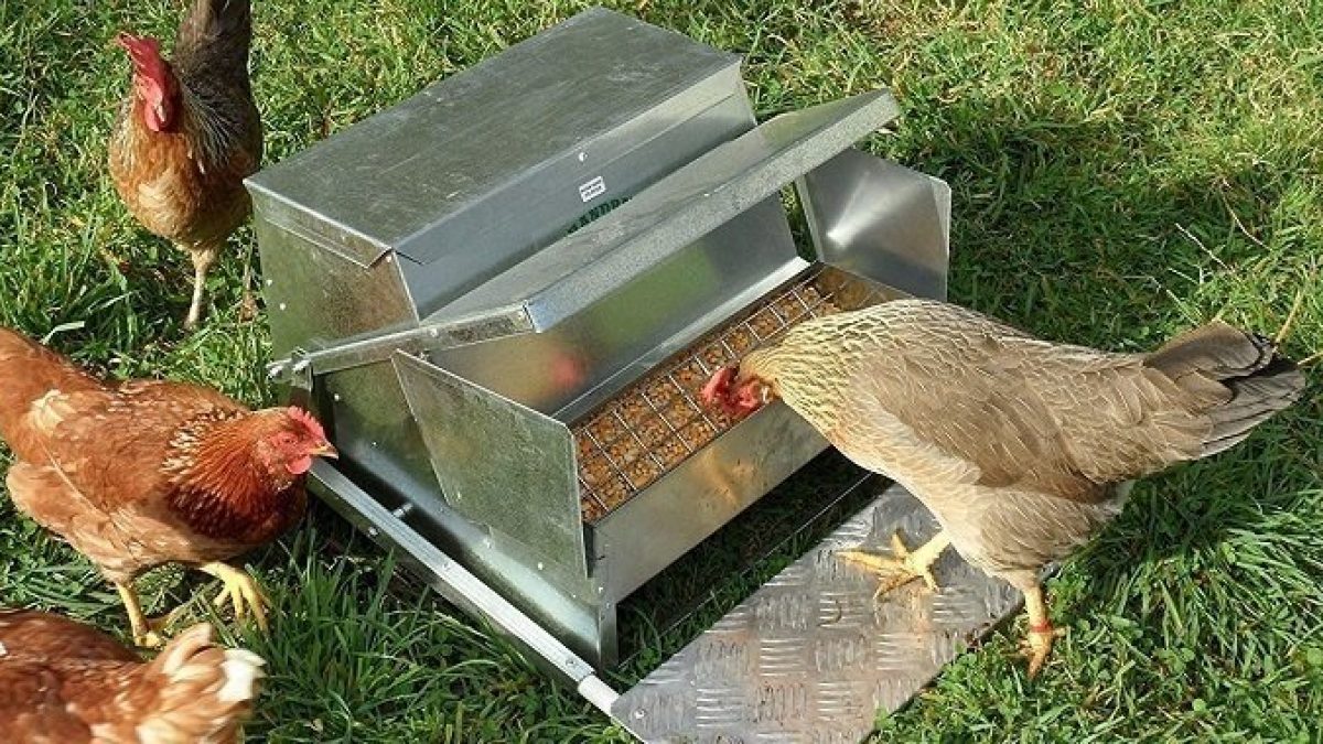 10 Best Chicken Feeders That Will Prevent Waste Reviews Buying
