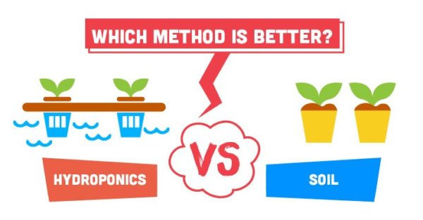 Hydroponic vs Soil