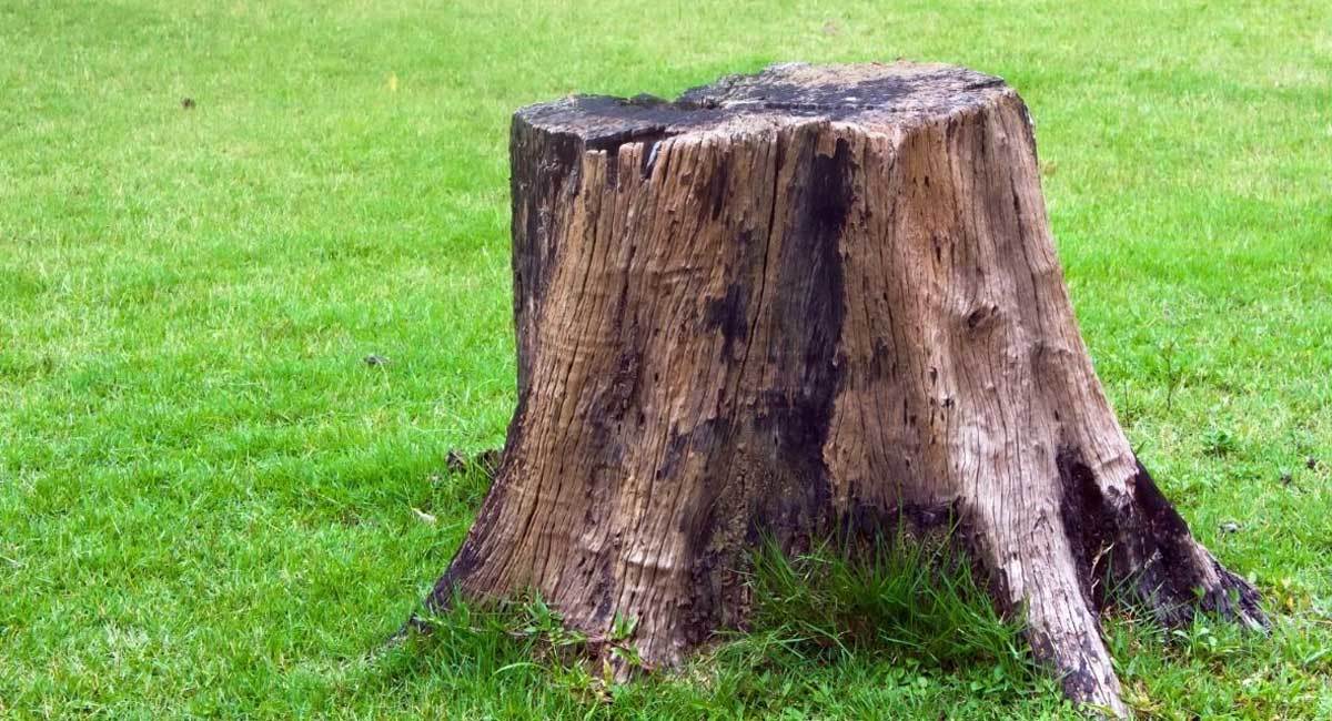 The Ultimate Tree Stump Killer Guide