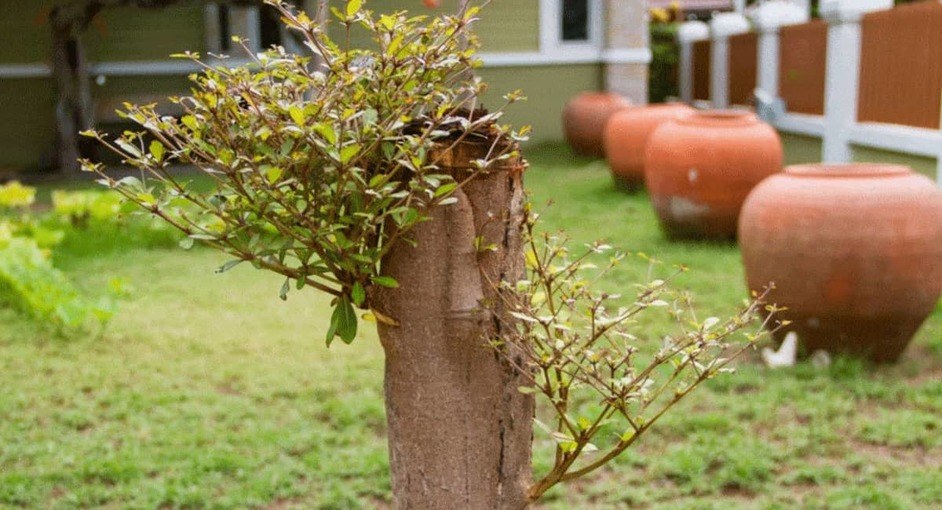 How to Stop Tree Sprouts From a Stump With 4 Methods